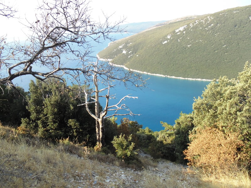 Bare Tree Overlooking Bay