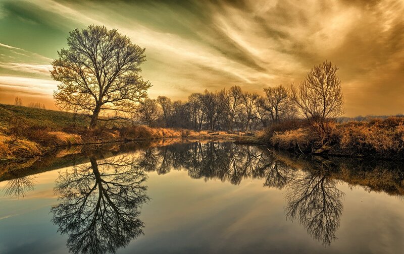 Bare Tree Reflecting in River