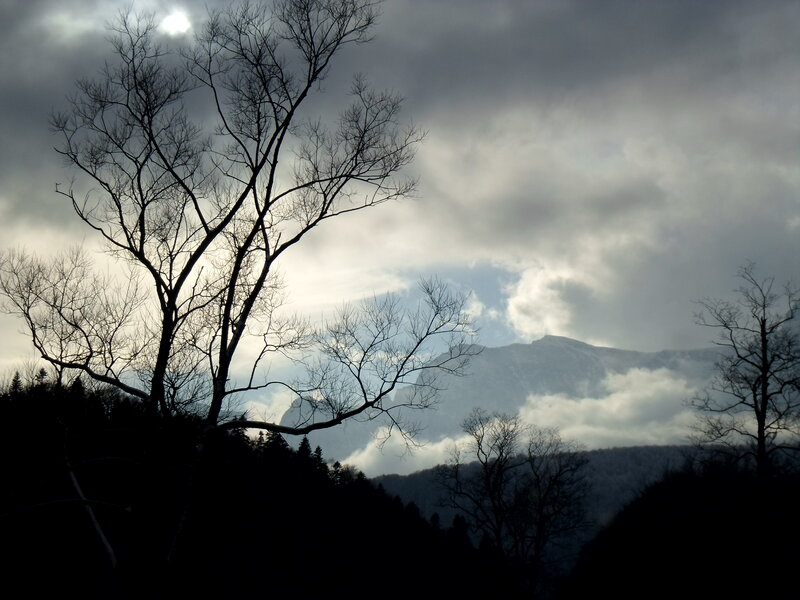 Bare Tree Silhouette — Black