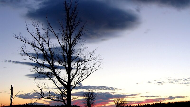 Bare Tree Silhouette — Blue, Dramatic, Sunset, Photograph