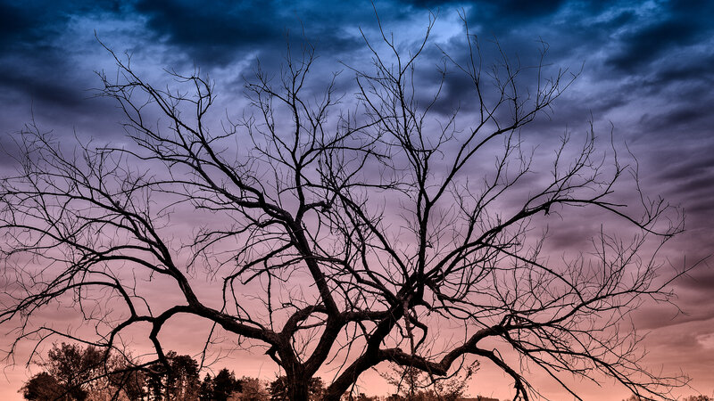 Bare Tree Silhouette — Blue, Dramatic