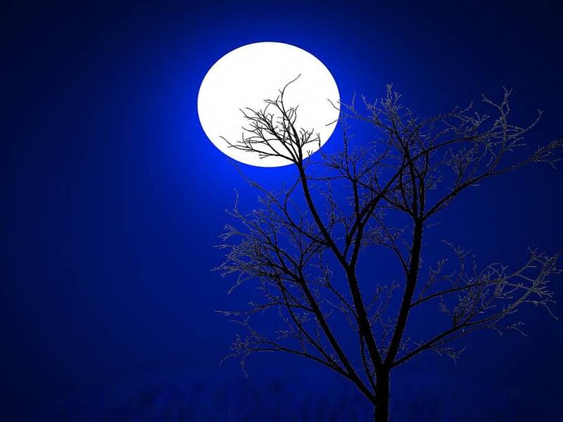 Bare Tree Silhouette — Blue