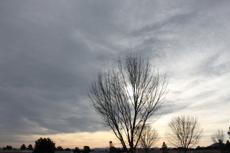 Bare Tree Silhouette — Gray, Dramatic