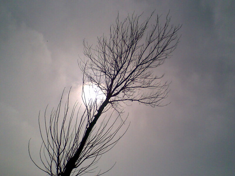 Bare Tree Silhouette — Gray