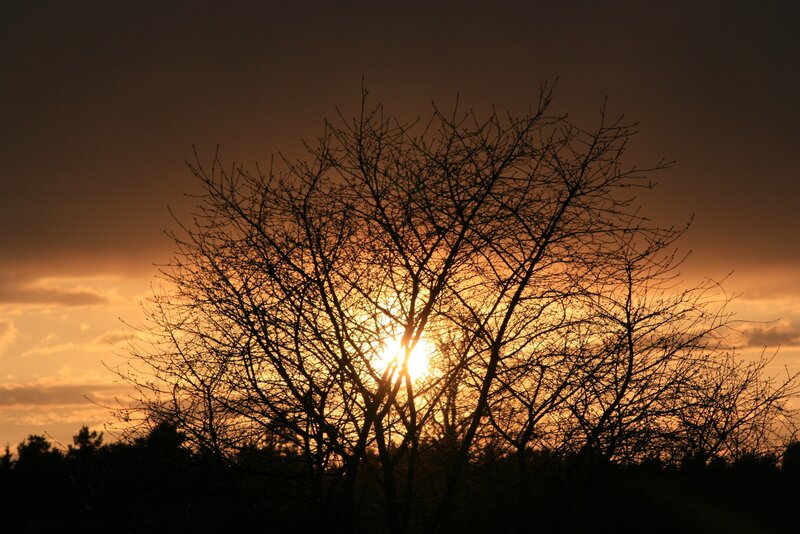 Bare Tree Silhouette — Orange, Dramatic, Sunset, Photograph