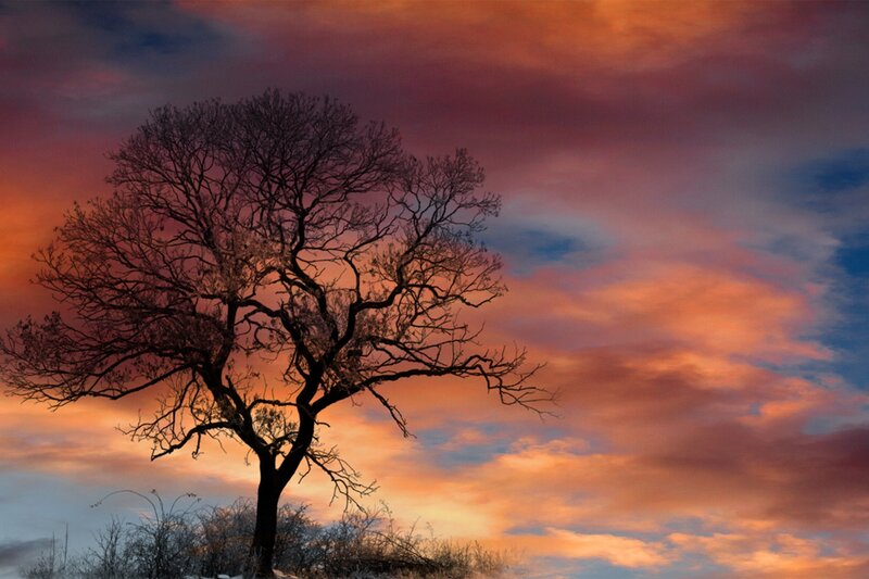 Bare Tree Silhouette — Orange, Dramatic, Sunset