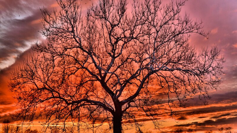 Bare Tree Silhouette — Orange, Dramatic