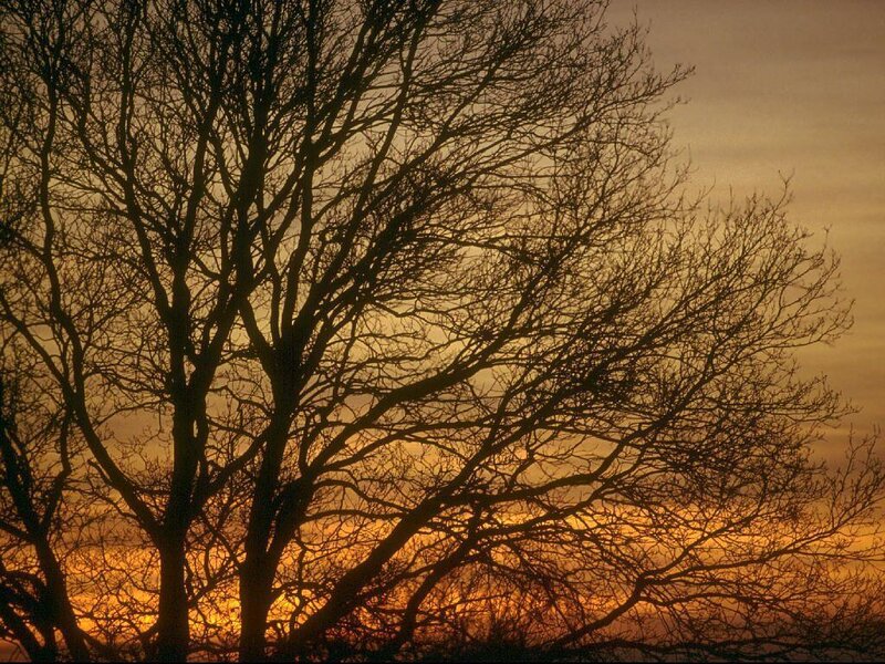 Bare Tree Silhouette — Orange