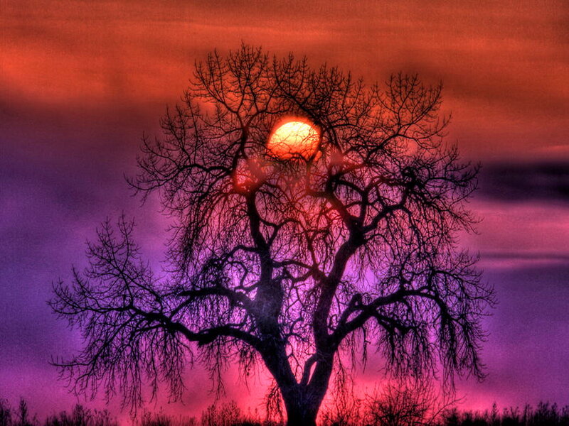 Bare Tree Silhouette — Red