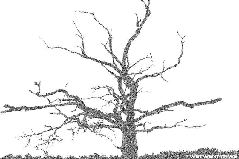 bare tree silhouette