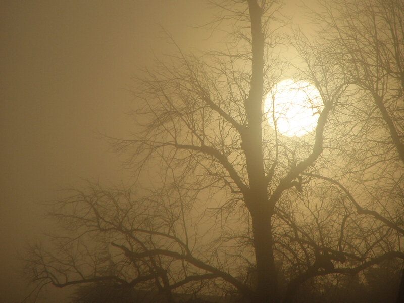 Bare Tree Silhouette — Yellow