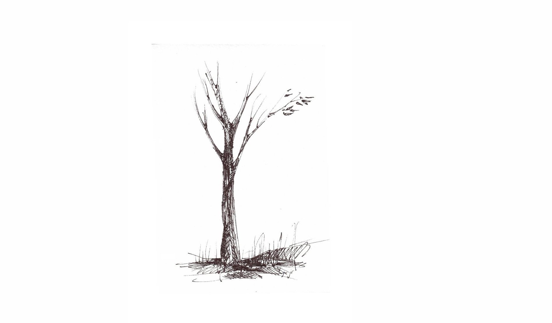 bare tree sketch