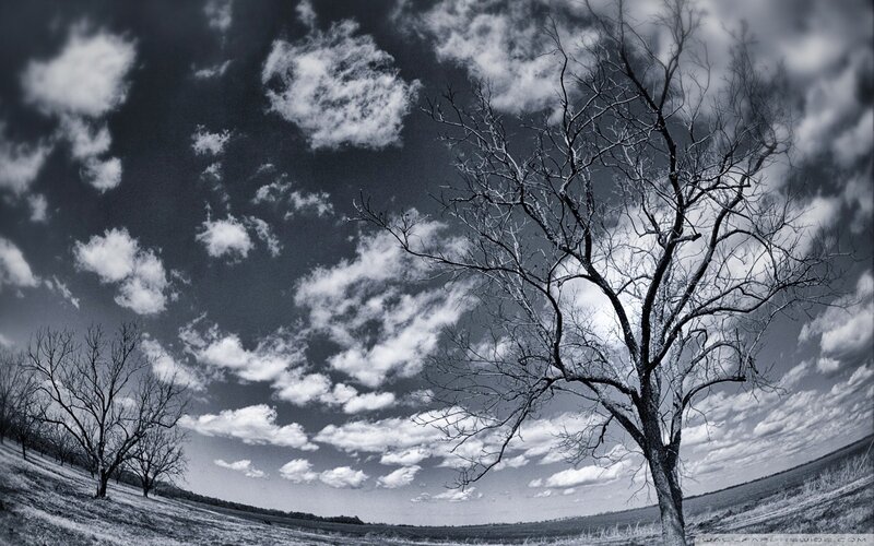 Bare tree under cloudy sky