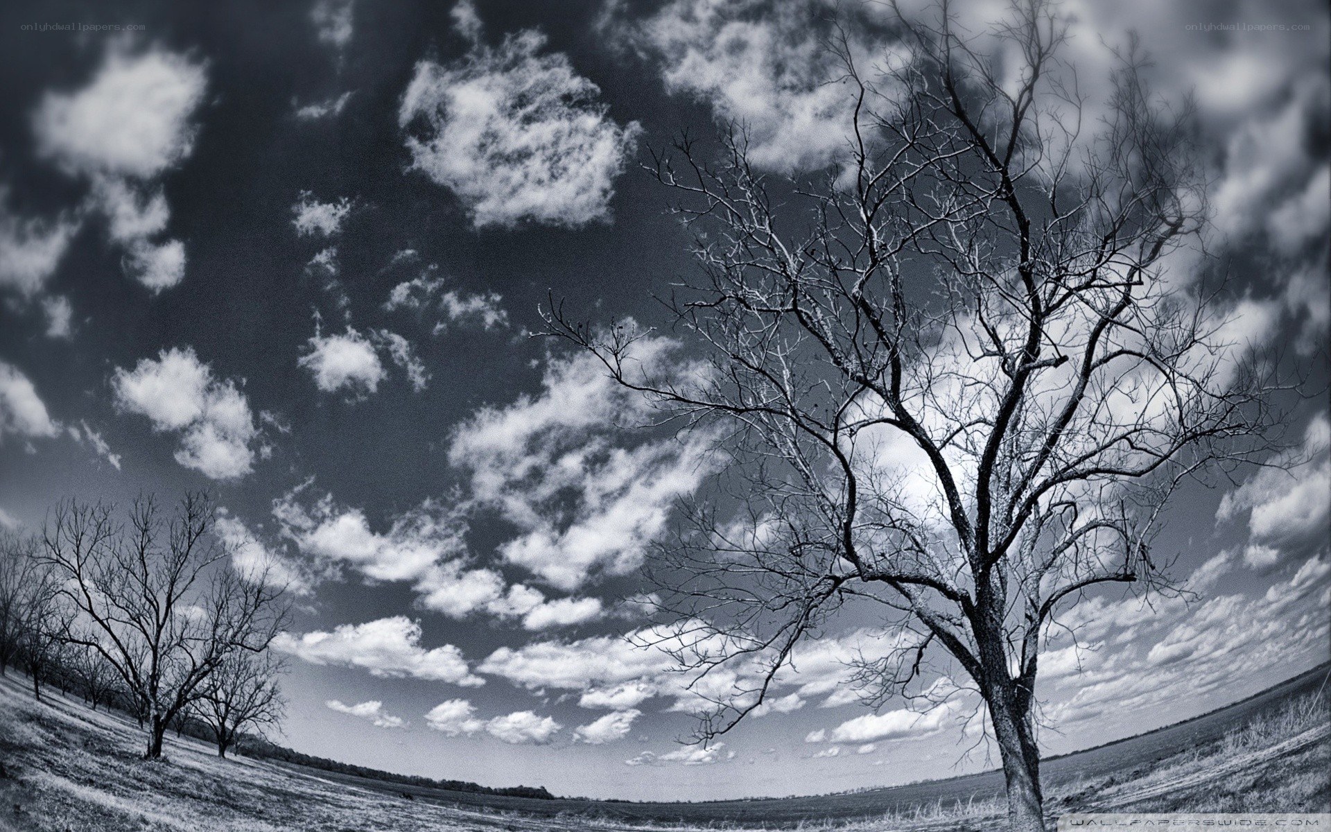 Bare tree under cloudy sky