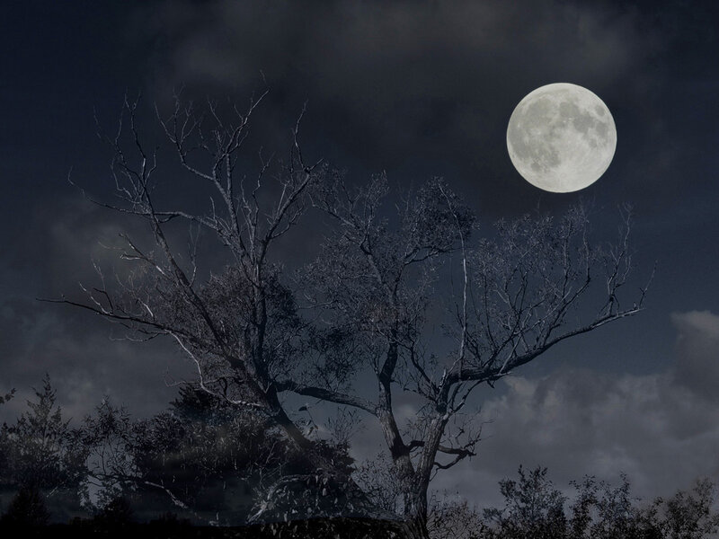Bare Tree under Moon — Gray