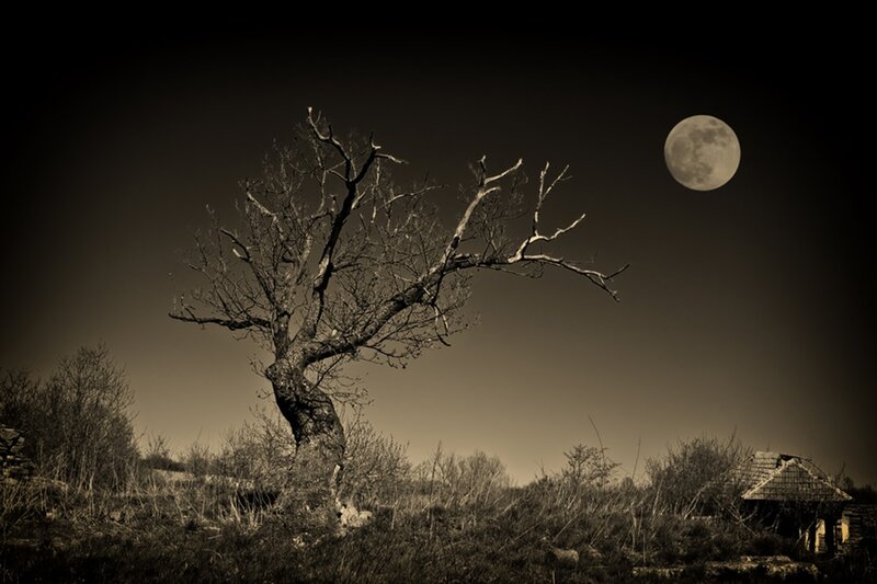 Bare Tree under Moon