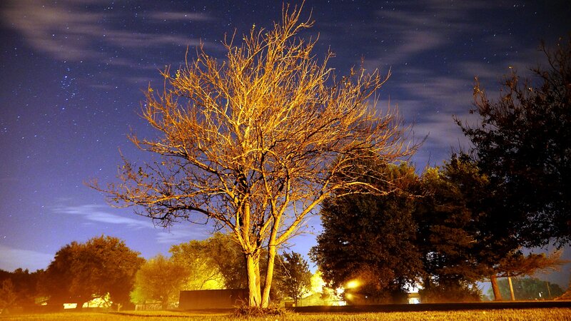 Bare Tree under Stars
