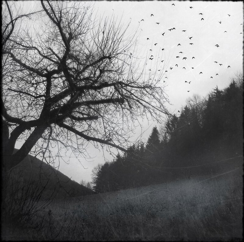 Bare tree with birds in flight