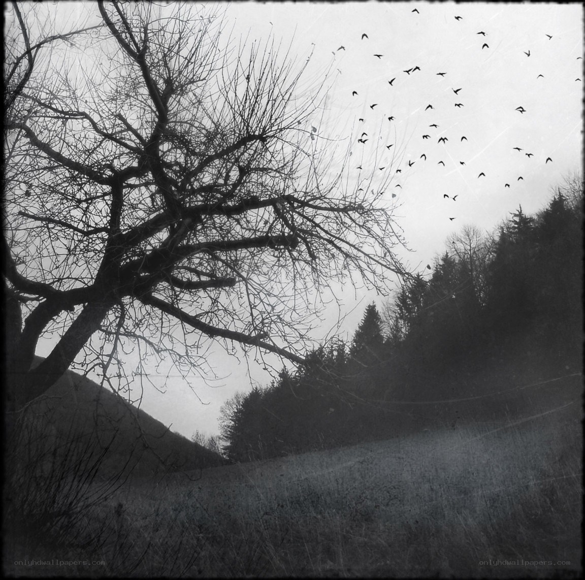 Bare tree with birds in flight