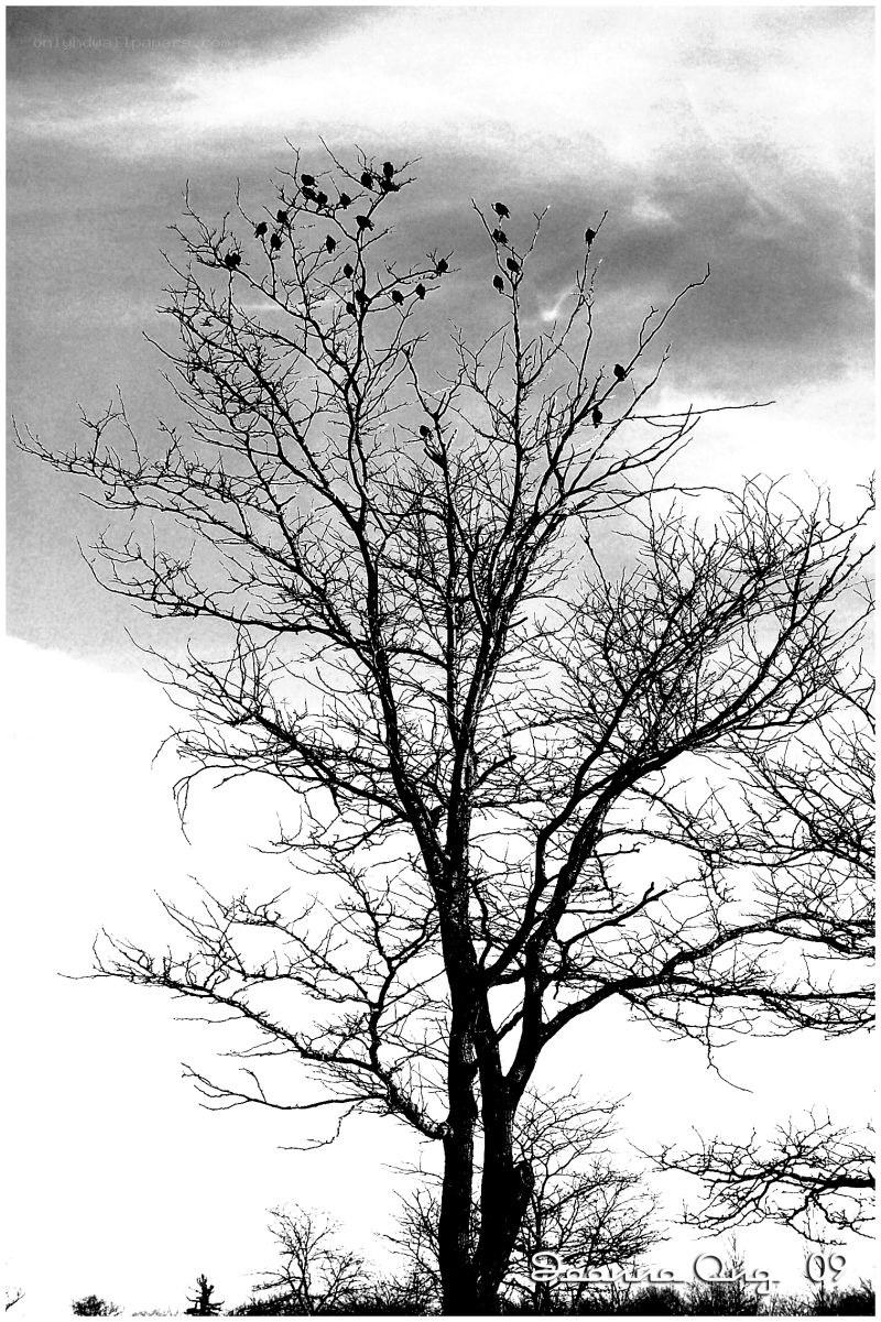 Bare Tree with Birds