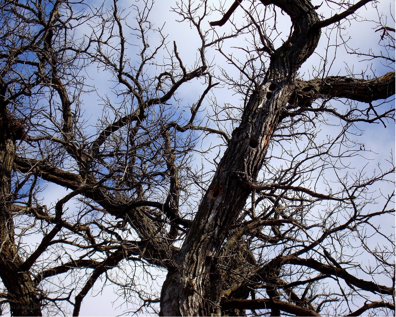 Bare tree with holes in trunk