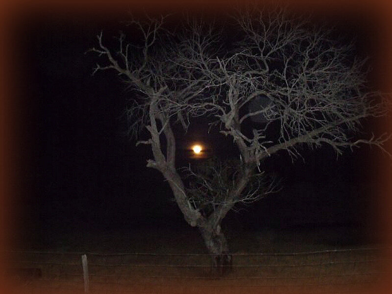 Bare Tree with Moon