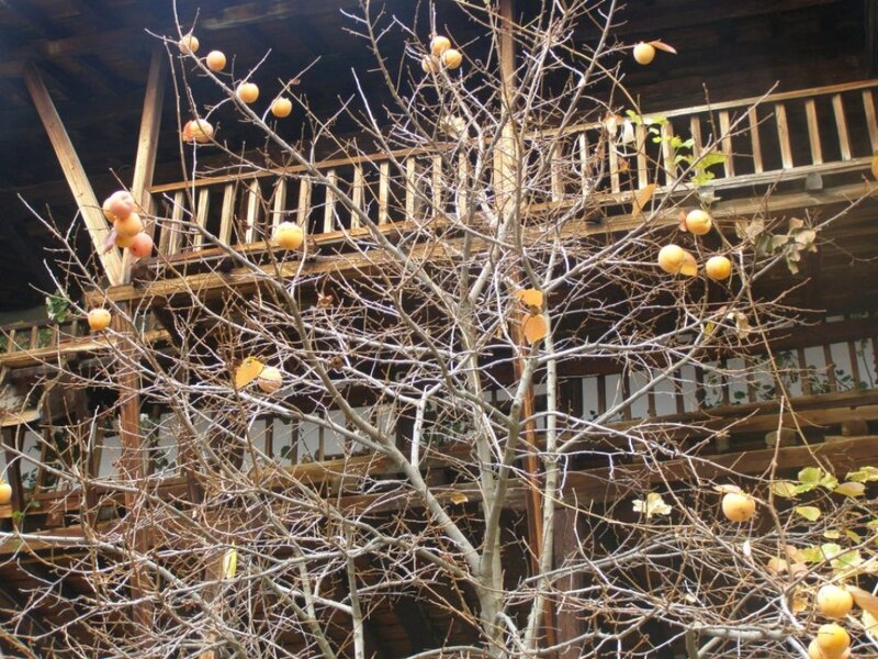 Bare Tree with Persimmons