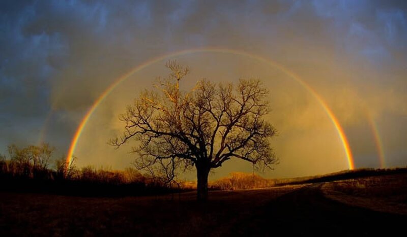 Bare Tree with Rainbow — Yellow