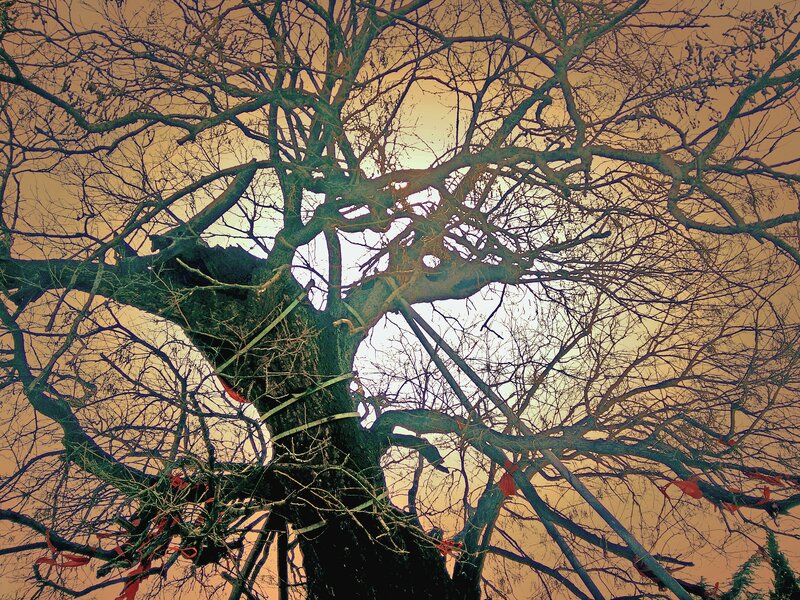 Bare Tree with Ribbons