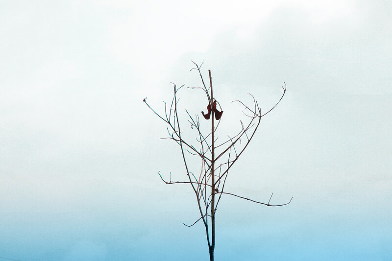 Bare Tree with Shoes