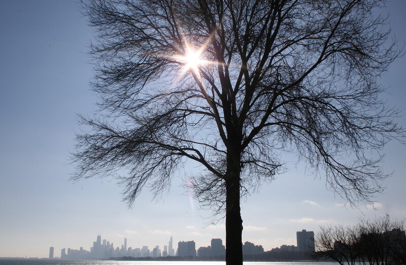 Bare Tree with Sun — Blue