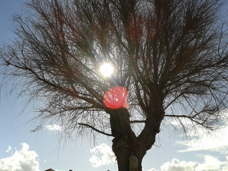 Bare Tree with Sun
