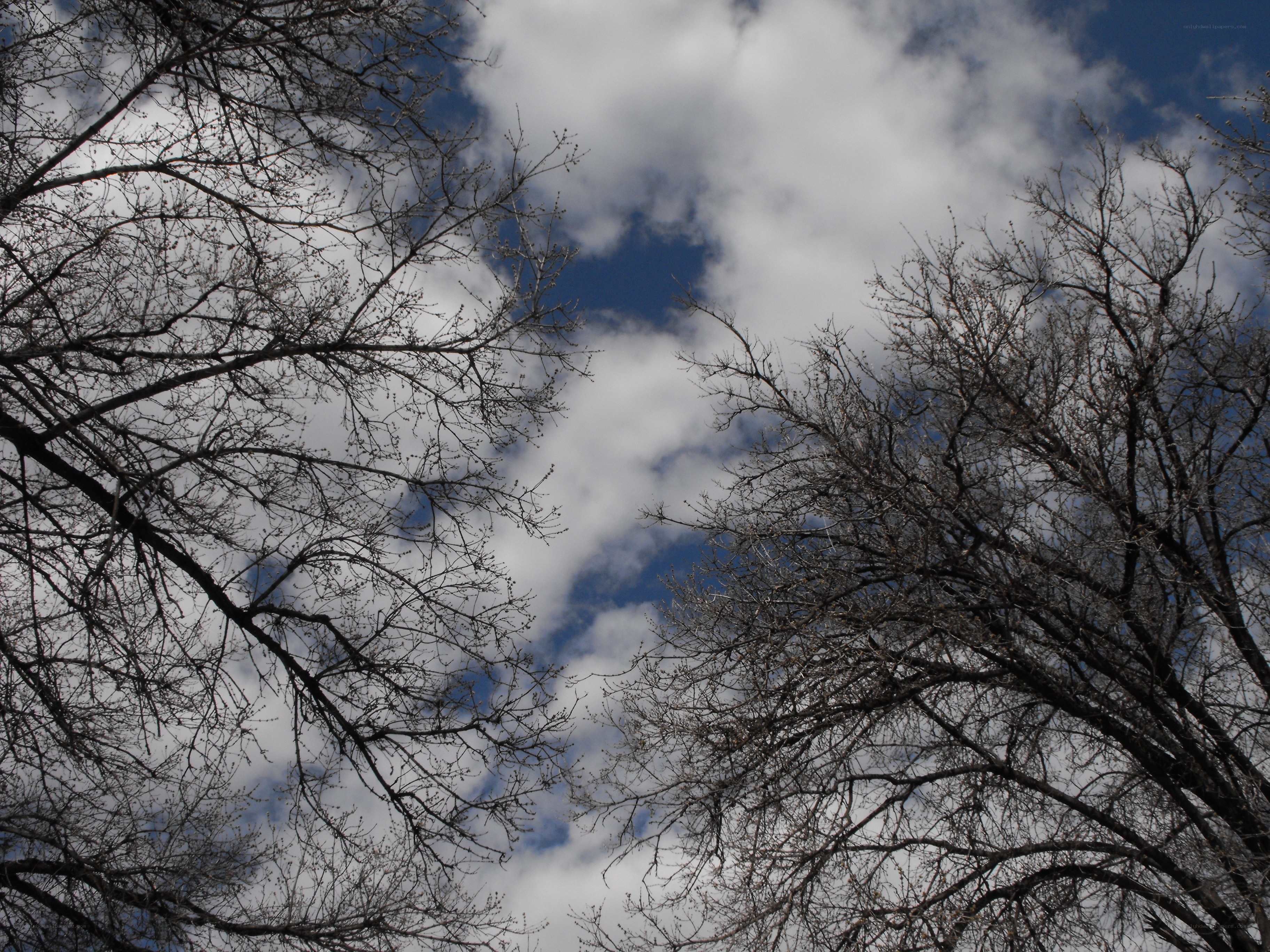 Bare trees against a cloudy sky