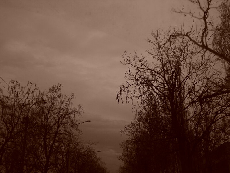 Bare trees against a cloudy sky
