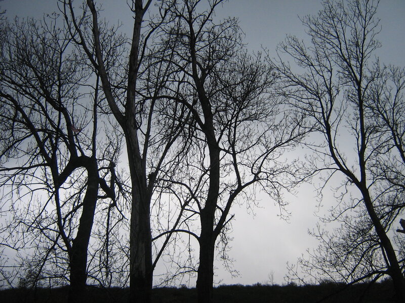Bare trees against a gray sky