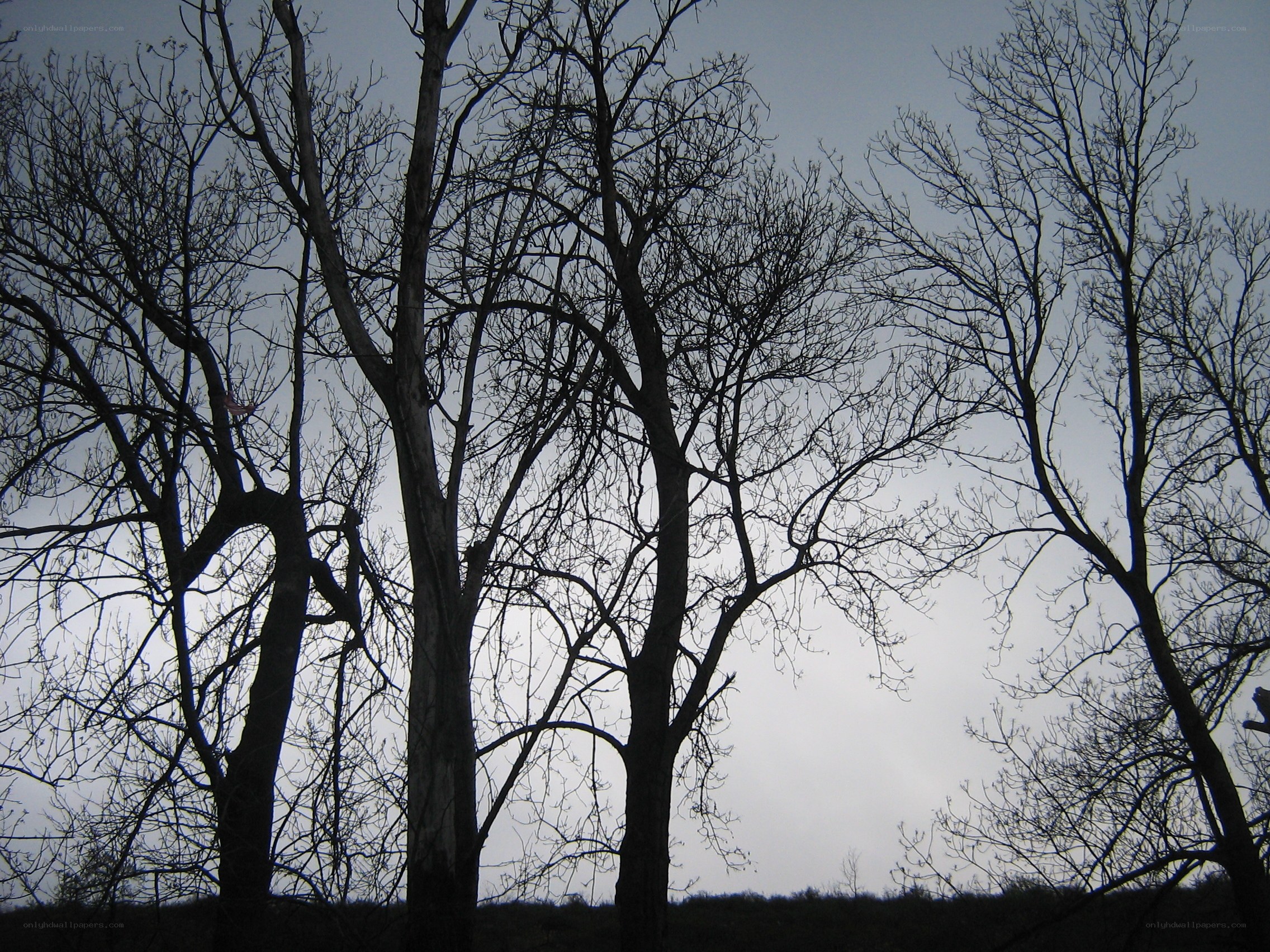 Bare trees against a gray sky