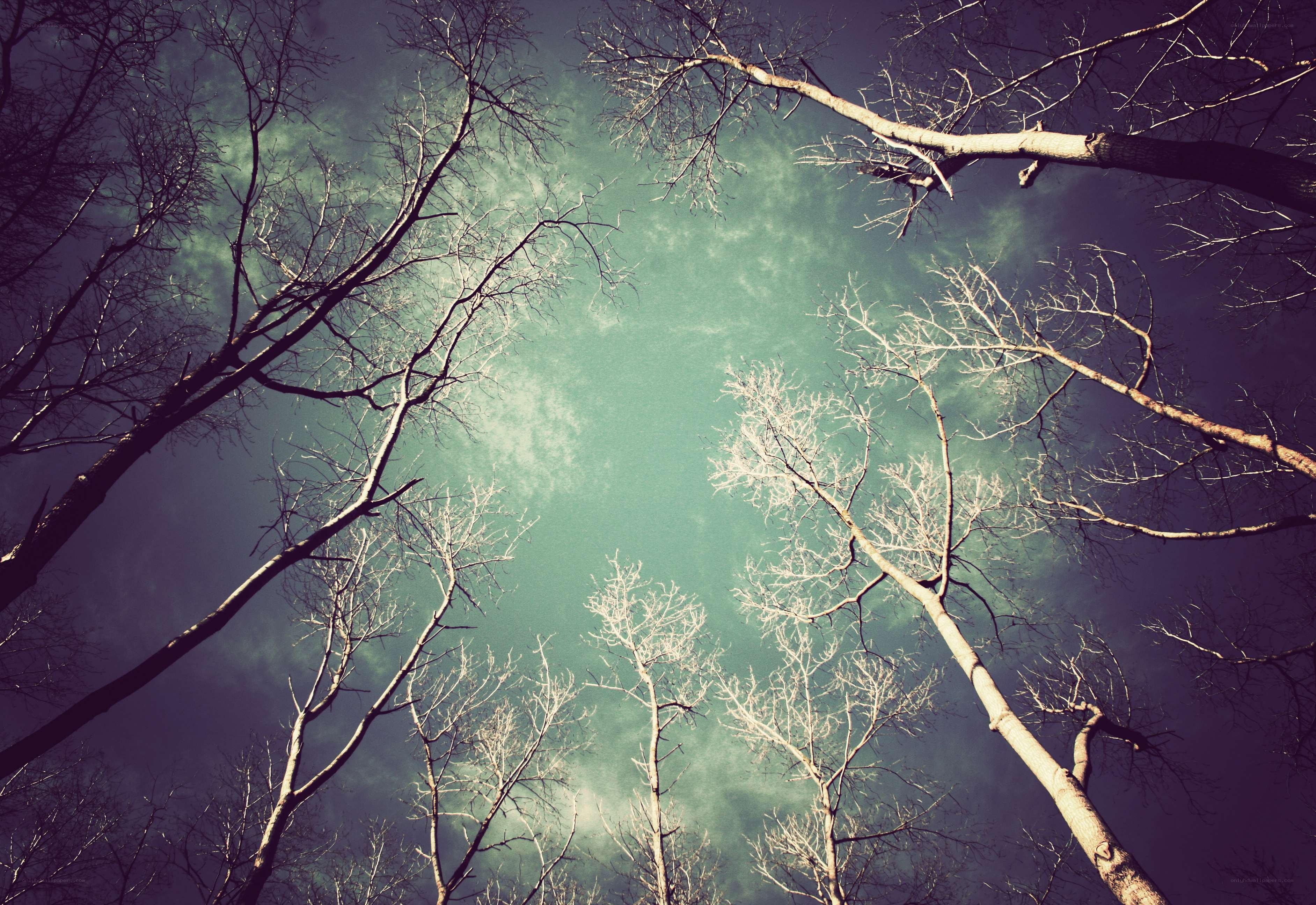 Bare Trees Against a Green Sky