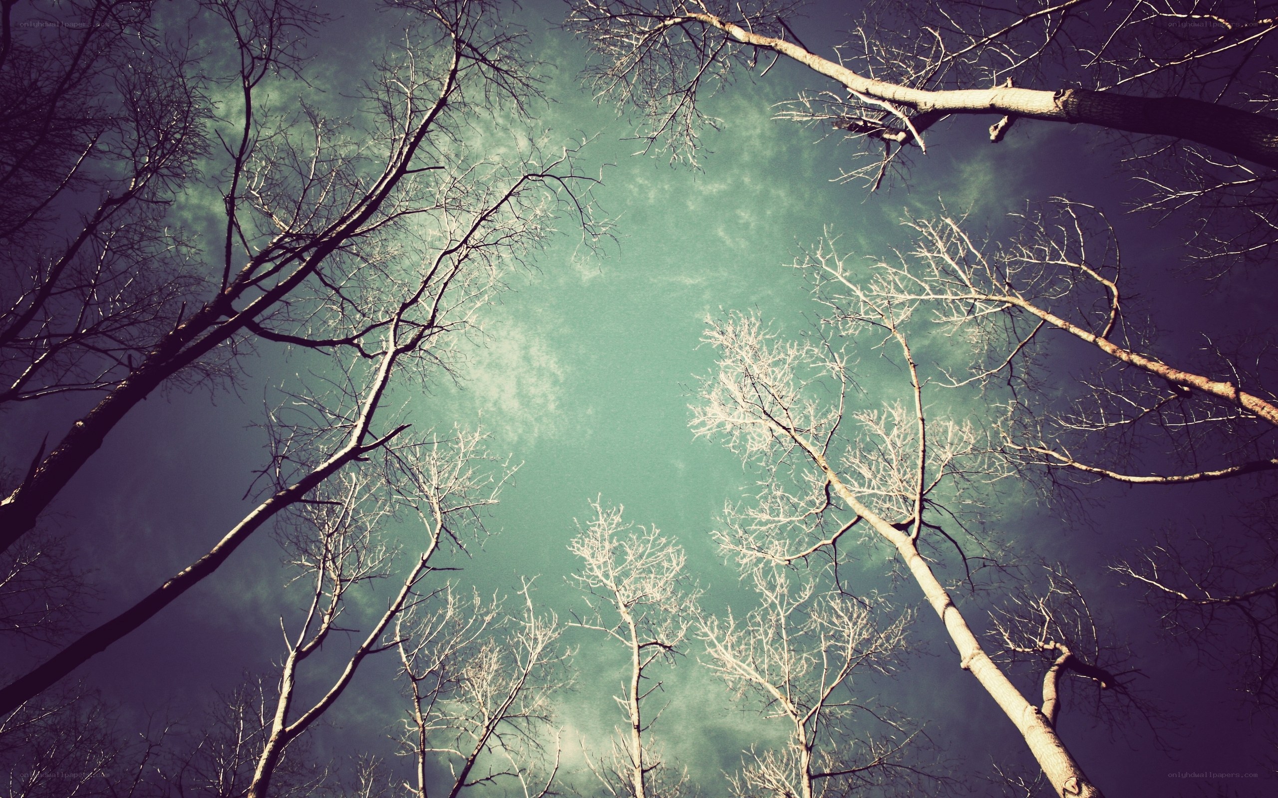 Bare Trees Against a Green Sky