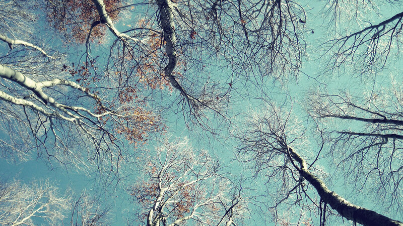 Bare Trees Against Blue Sky