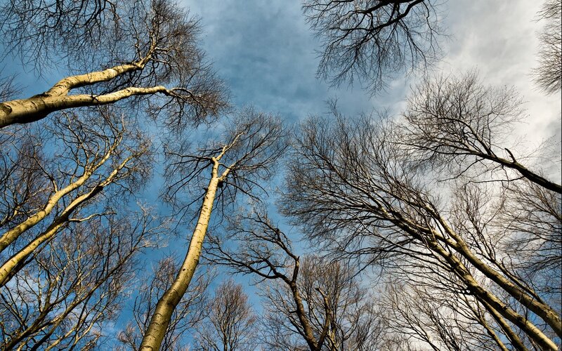 Bare trees against blue sky