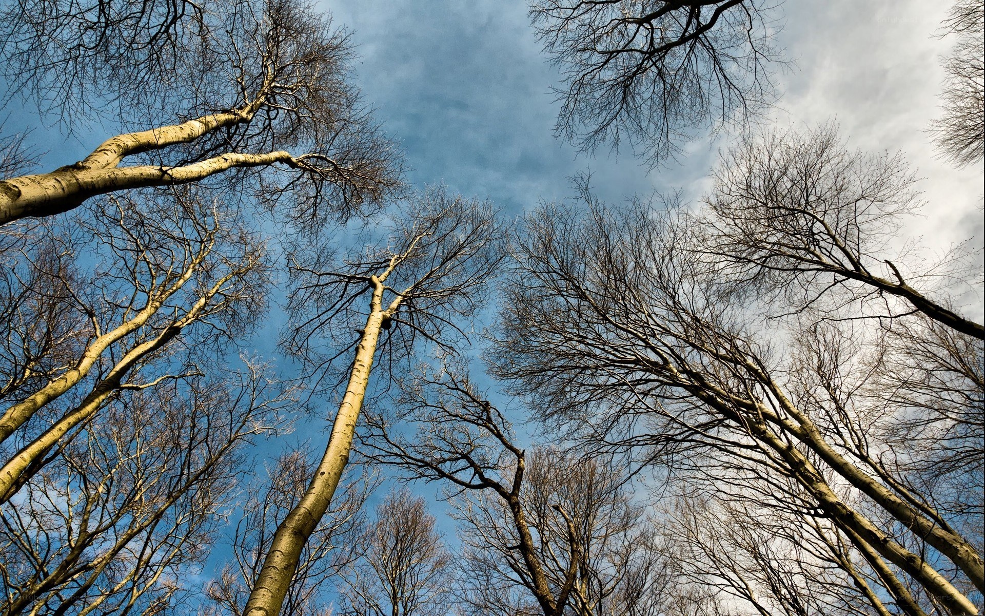 Bare trees against blue sky