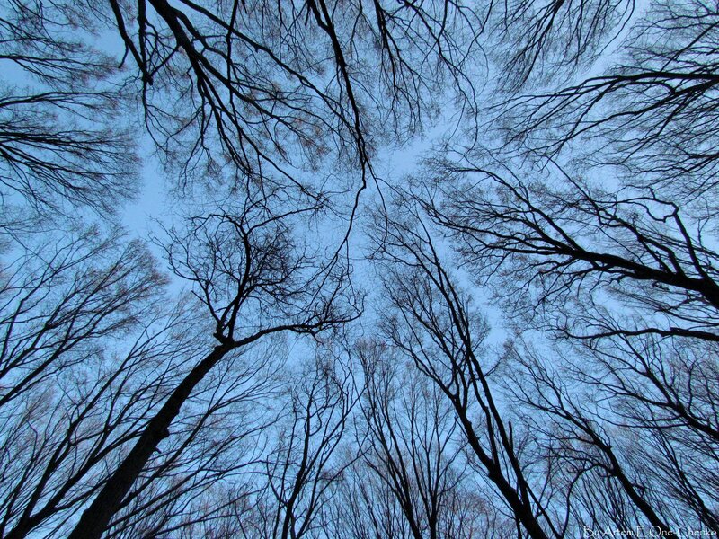 Bare Trees Against Blue Sky