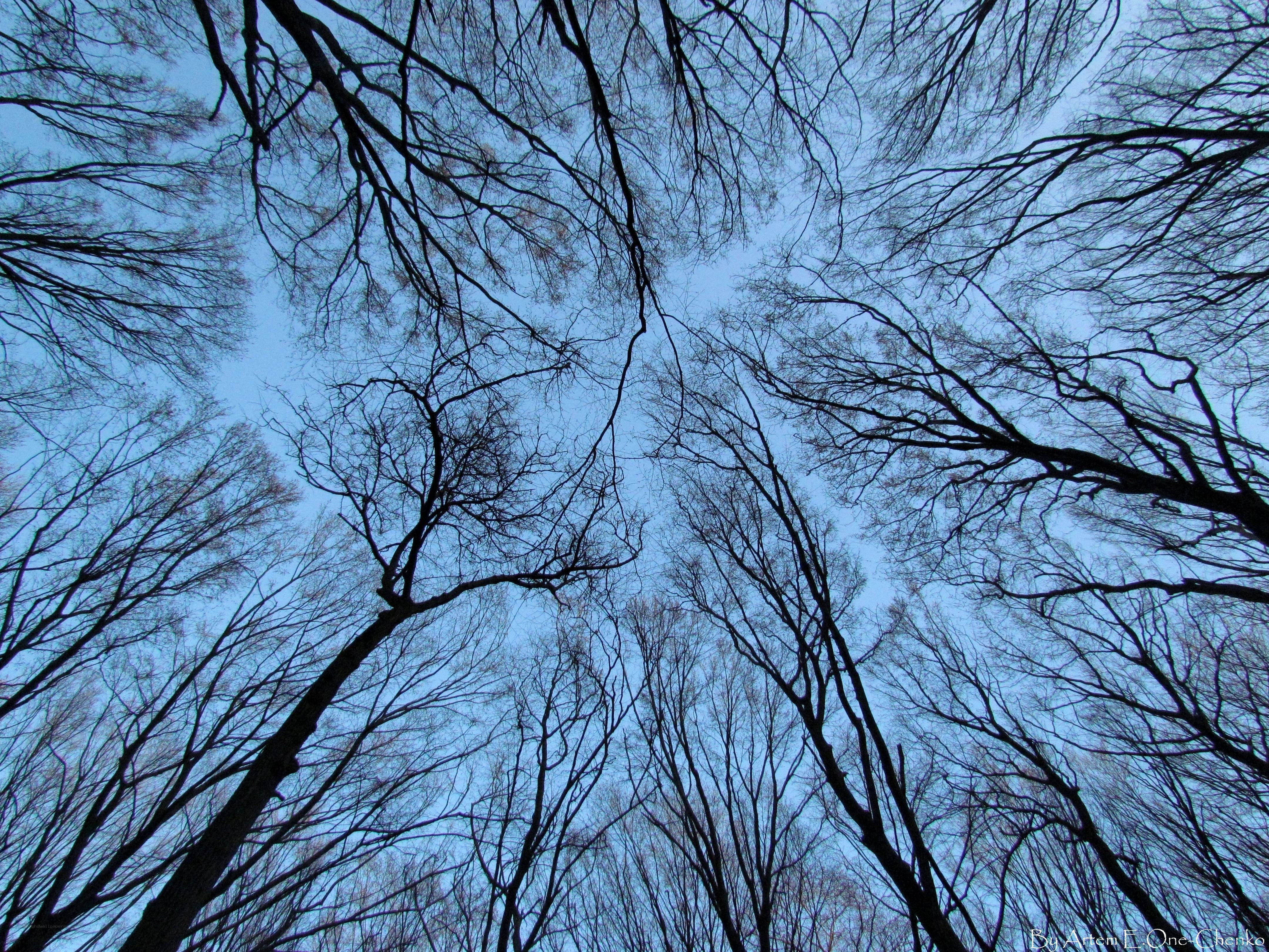 Bare Trees Against Blue Sky