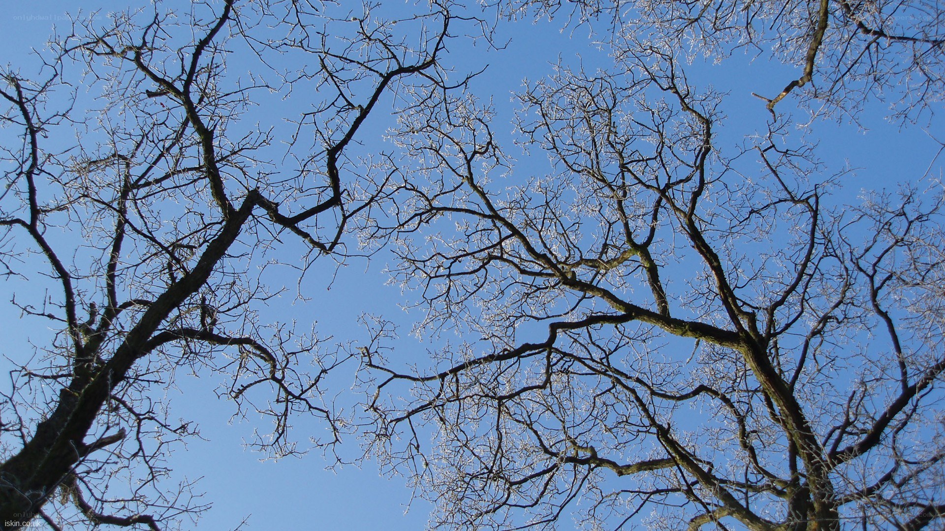 Bare trees against blue sky