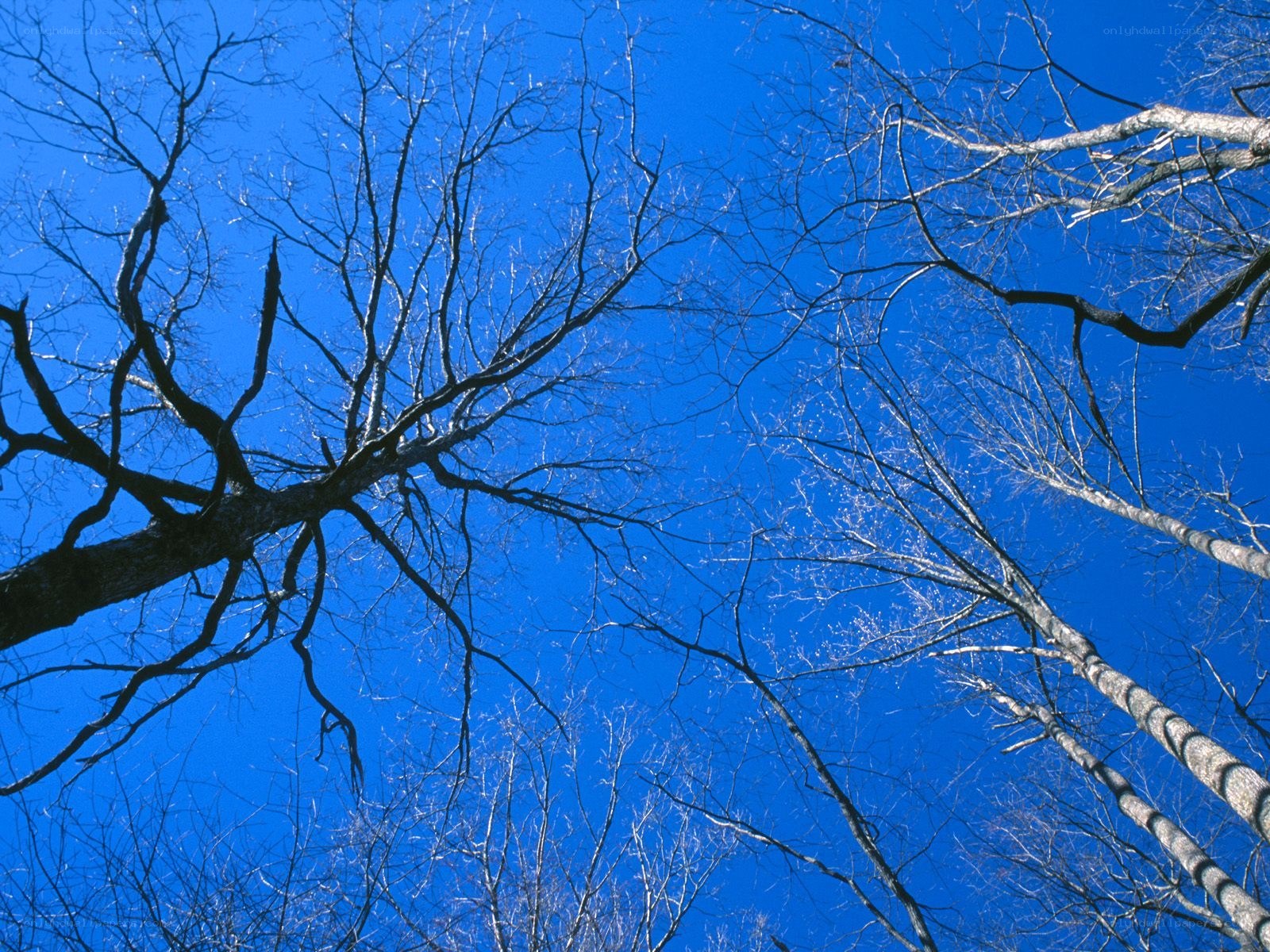 Bare trees against blue sky