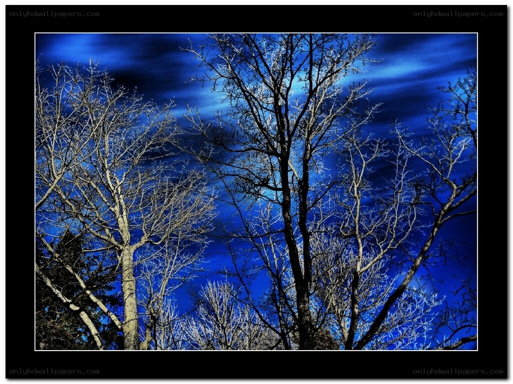 Bare Trees Against Blue Sky