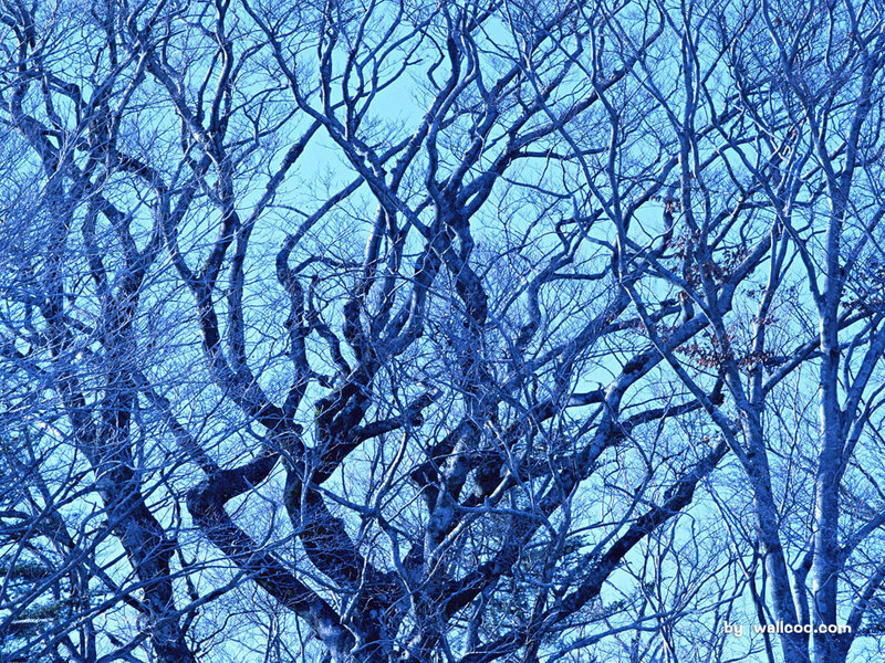 Bare trees against blue sky