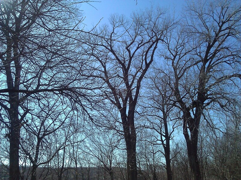 Bare Trees Against Blue Sky — Calm