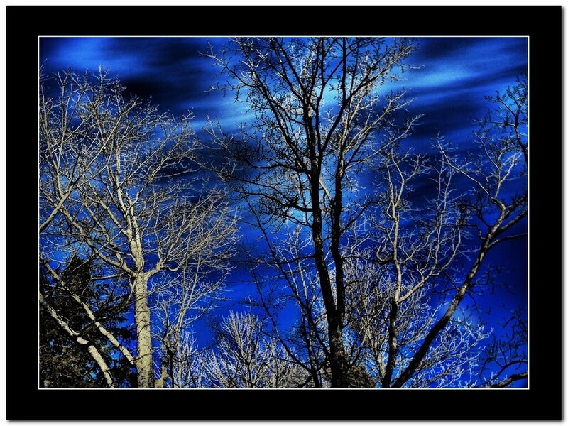Bare Trees Against Blue Sky — Dramatic, Night
