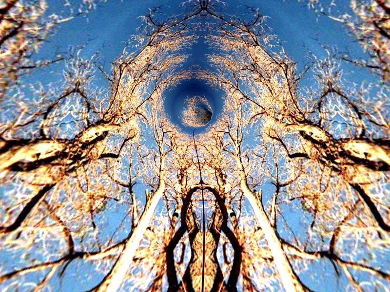 Bare Trees Against Blue Sky — Dramatic